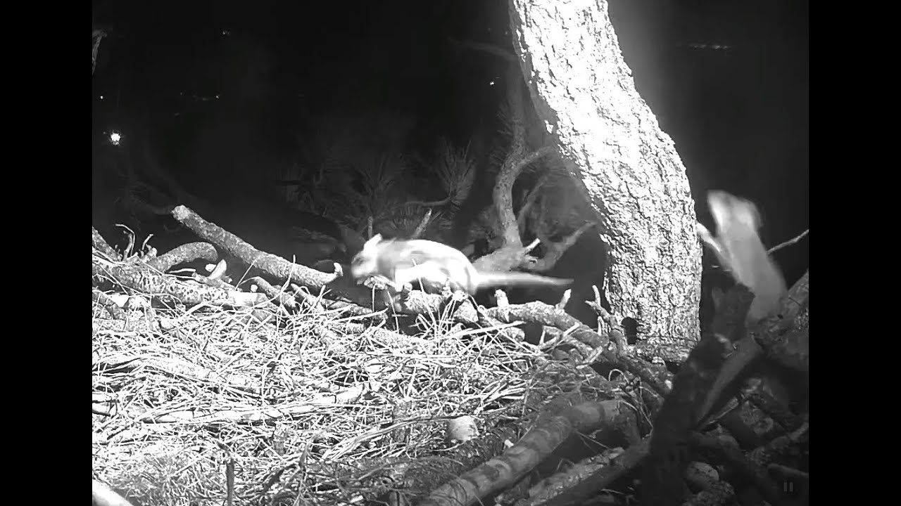 Fiona & Fast Freddie Frolic🐿 4-29-21 Big Bear Eagles🦅