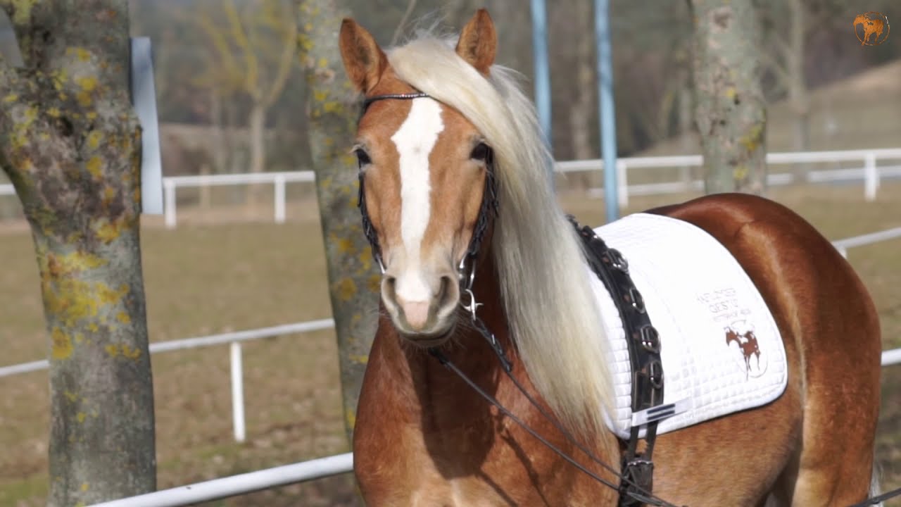 Haflinger Gestüt Meura - Zuchthengst Shaolin