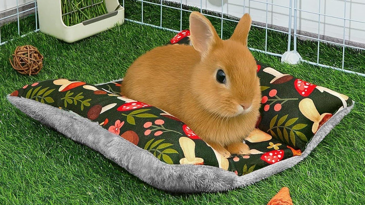 Best Bunny Finds You’ll Wish You Knew About Sooner!