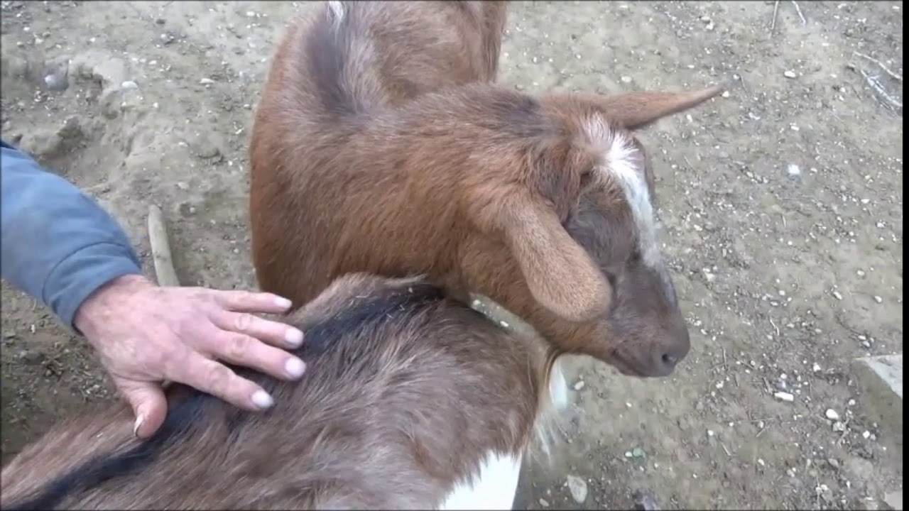 Állatfarm és sajtkészítés