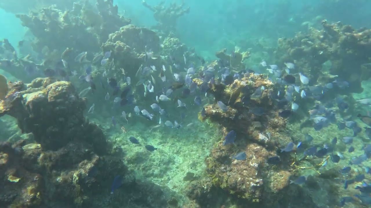 Epic Tetrix — Sik Day (ET Underwater) | British Virgin Islands)