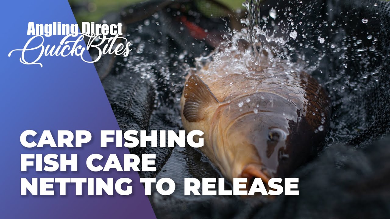 Carp Fishing Fish Care - Netting to Release - Carp Fishing Quickbite