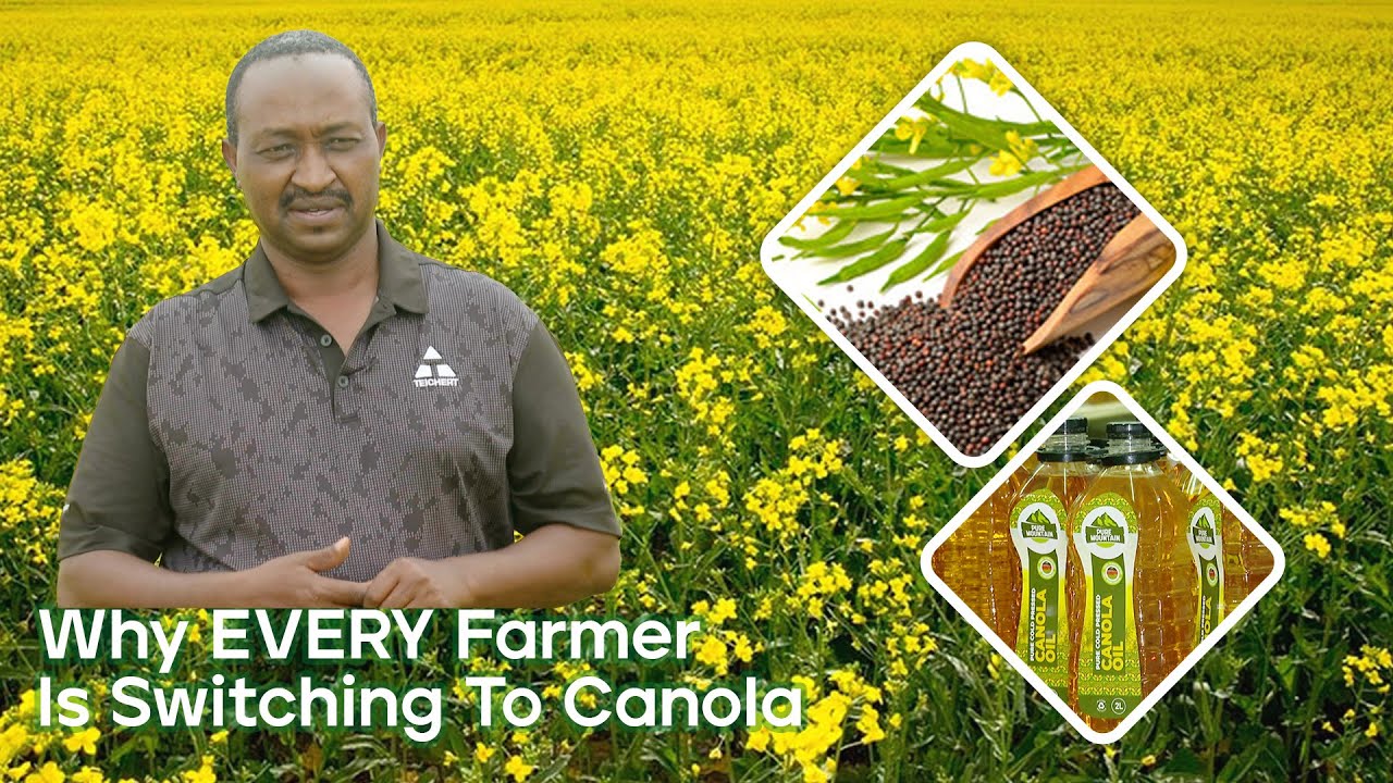 CANOLA: The 