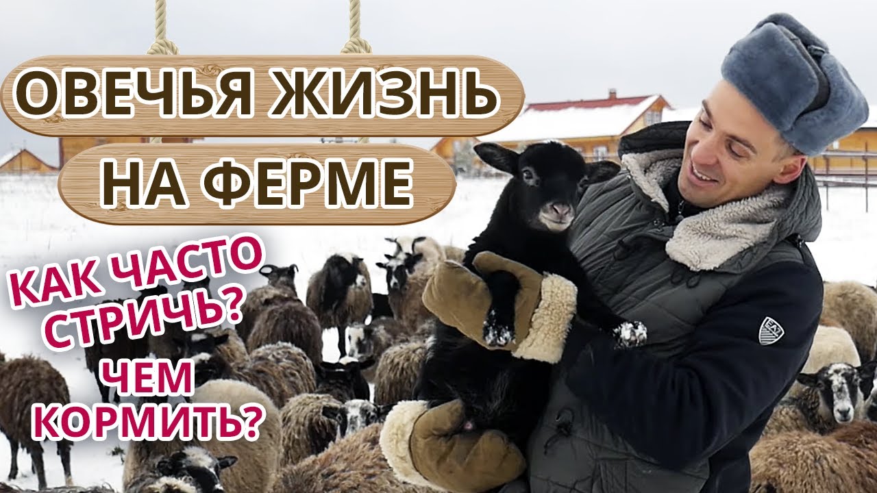 Овечья жизнь, как она есть / Как разводить овец на ферме?
