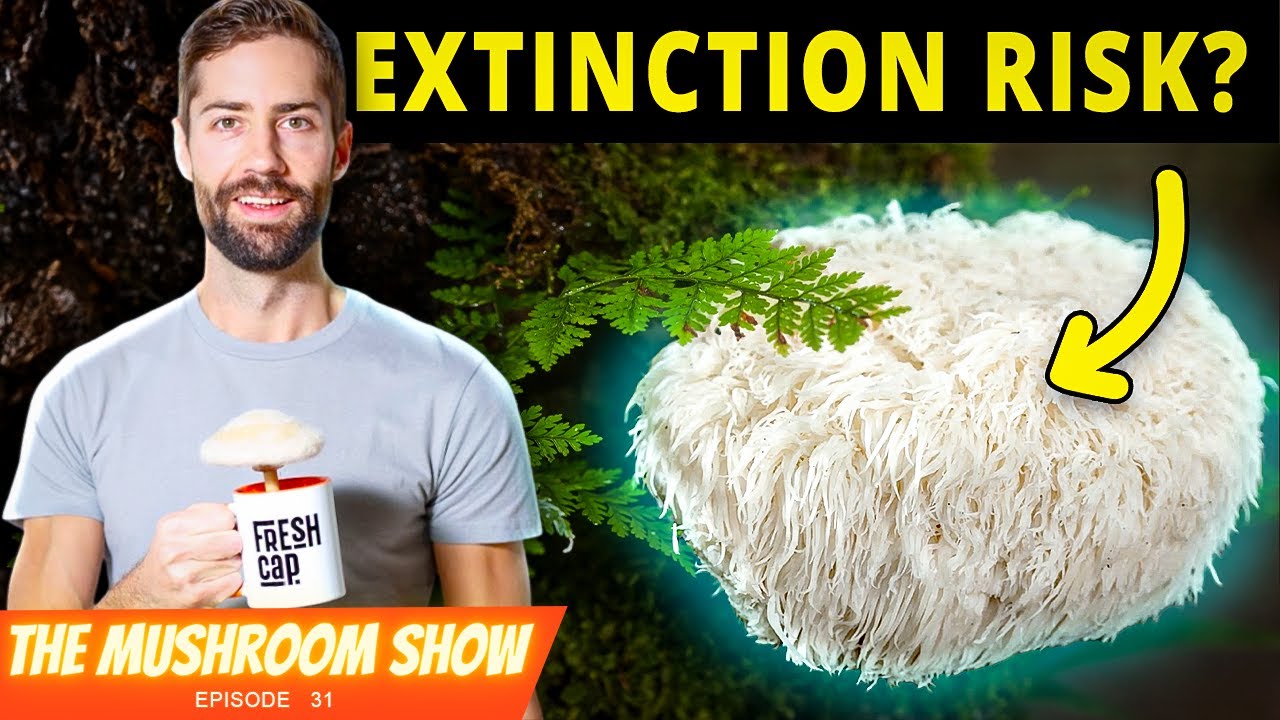 The World's Most Popular Mushroom Is... Illegal To Pick?