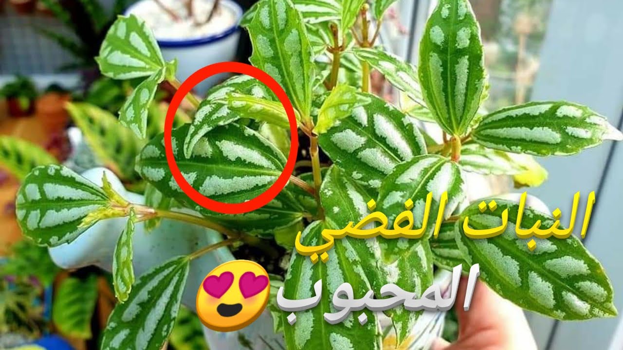 أسرار زراعة نبات بيليا الألمنيوم
