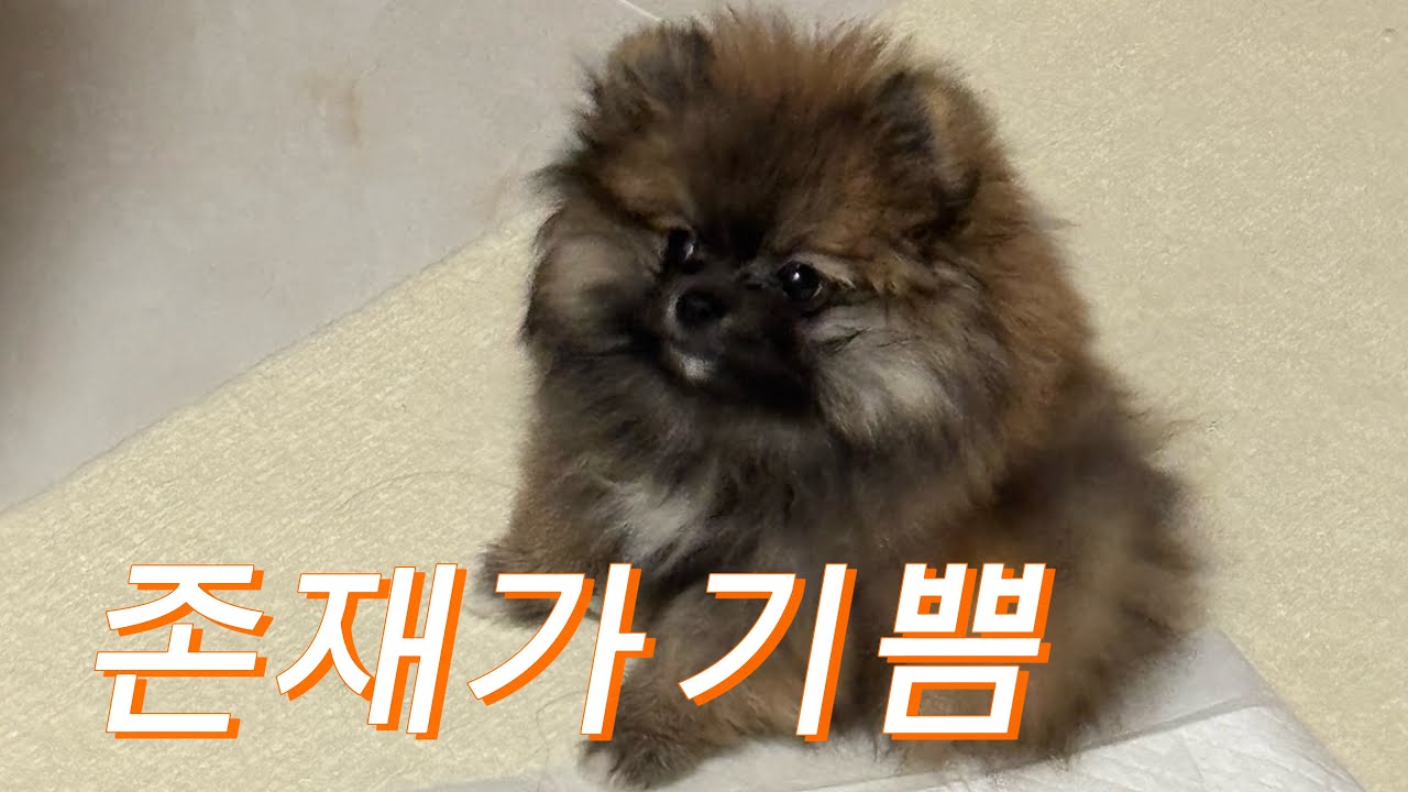 난 사실 강아지를 더 좋아해.. 친구네 강아지 놀아주기 | 책임없는 쾌락 2