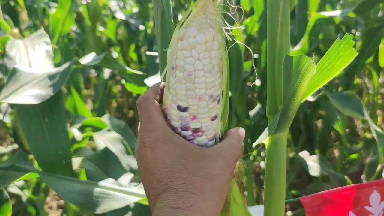 Lakan F1 #SweetWaxyCorn #Eastwestseedph