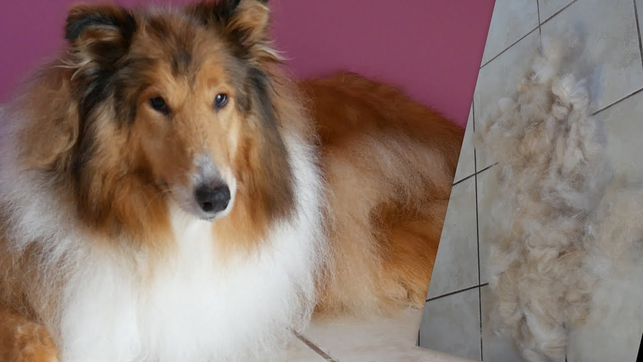 PetGroooming - OMG! Grooming Collie Rough