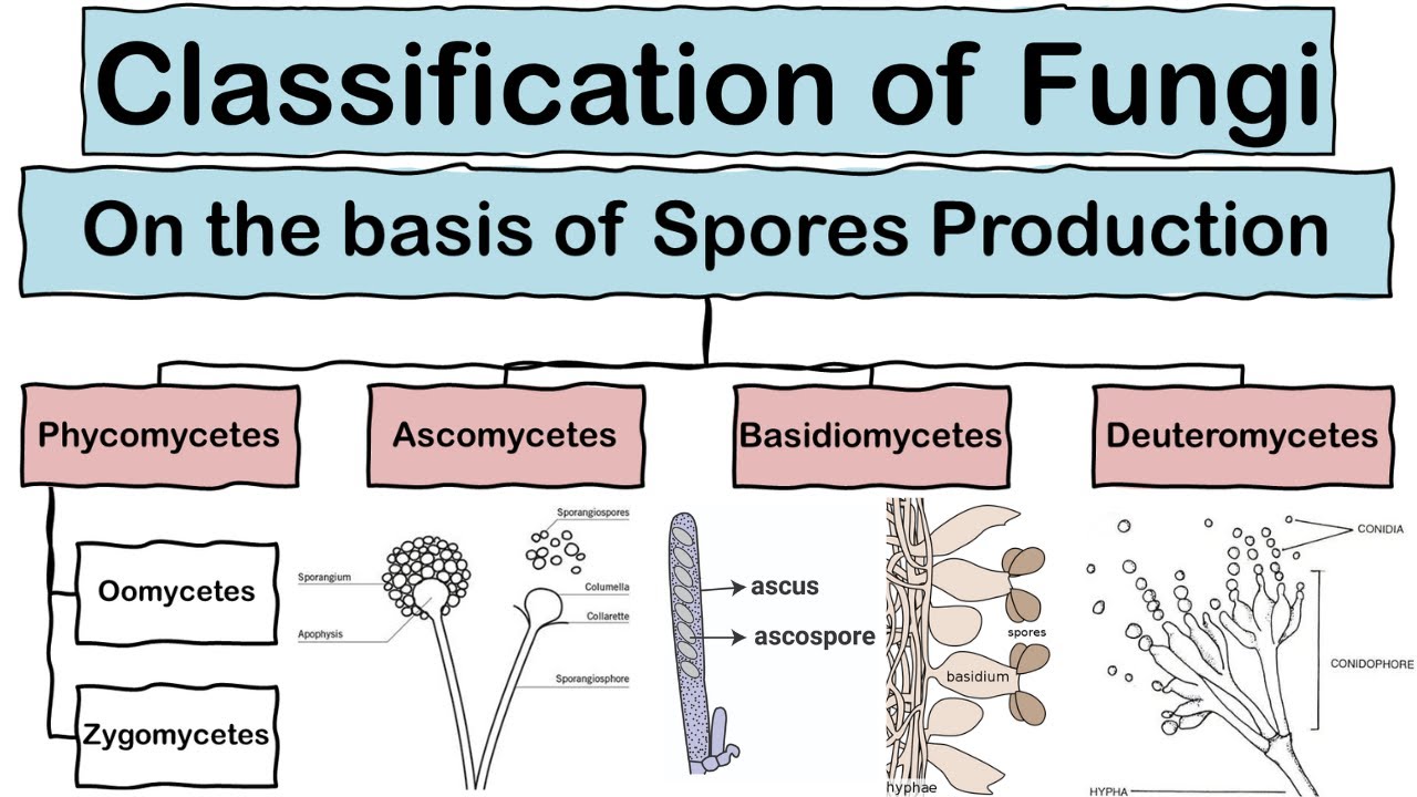 Classification of Fungi based on Spore Formation in Hindi