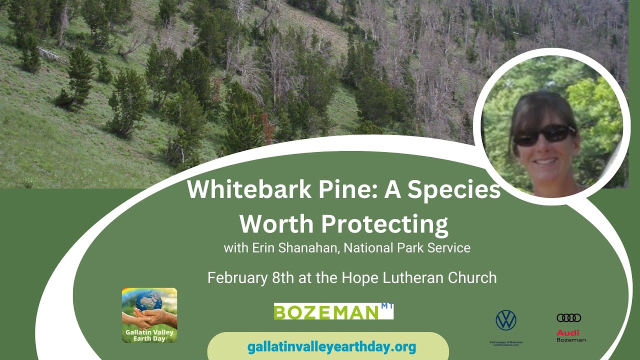 Whitebark Pine: a Species Worth Protecting with Erin Shanahan, National Park Service