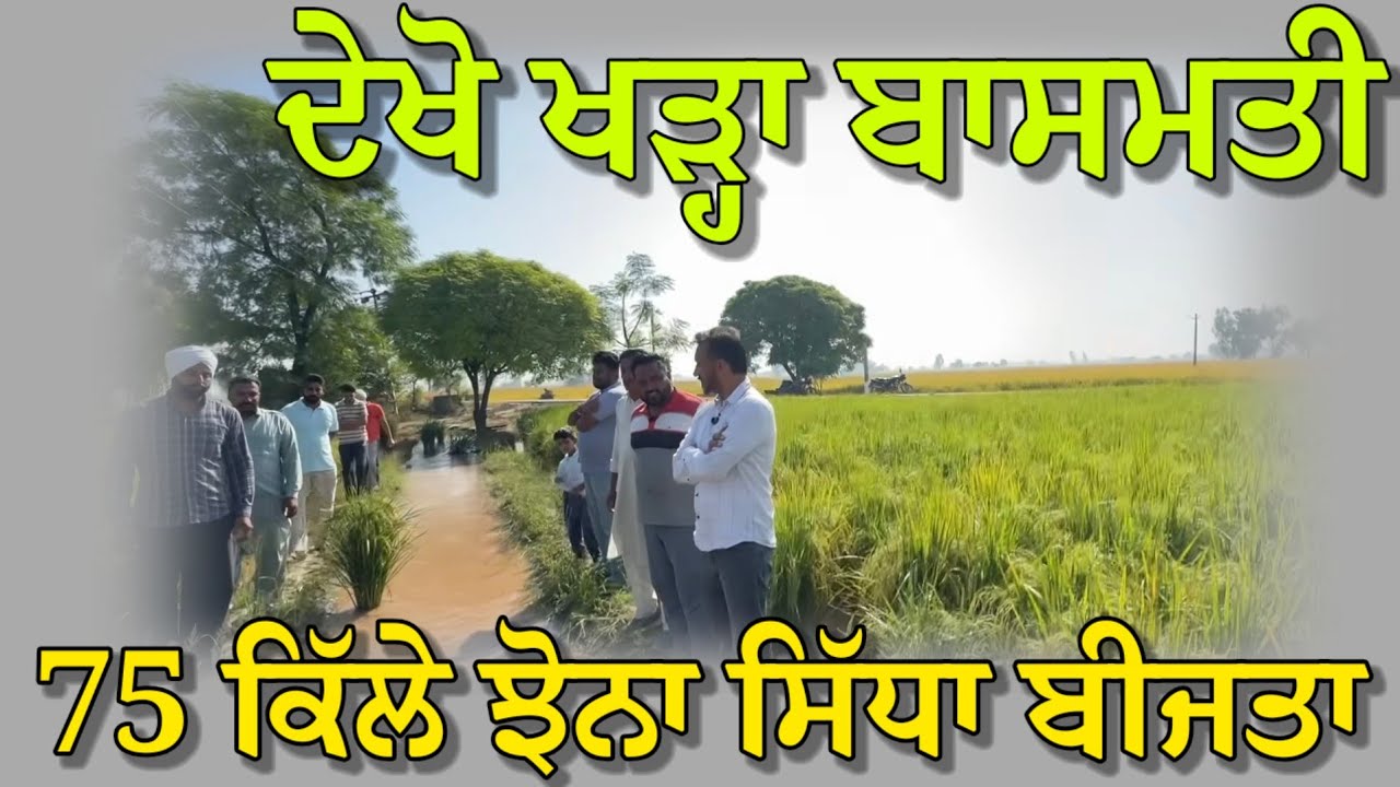 ਬਾਈ ਨੇ 75 ਕਿੱਲੇ ਬਾਸਮਤੀ ਝੋਨੇ ਦੇ ਸਿੱਧੇ ਬੀਜ਼ੇ ਸੀ,, ਖੜ੍ਹਾ ਦੇਖੋ, ਪਿਛਲੇ ਸੀਜਨ ਦੀ ਵੀਡੀਓ ਆ 