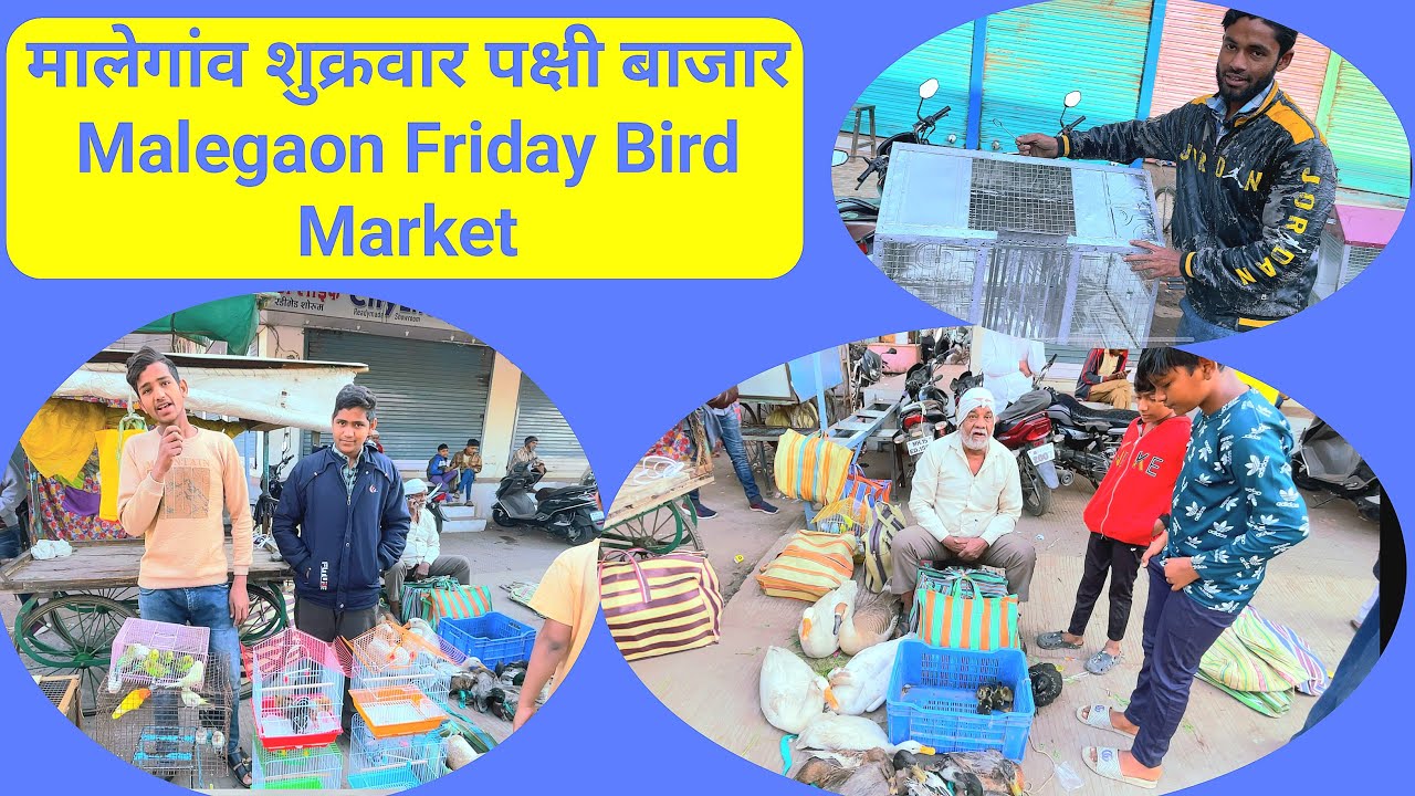 मालेगांव शुक्रवार पक्षी बाजार // Malegaon Friday BirdMarket