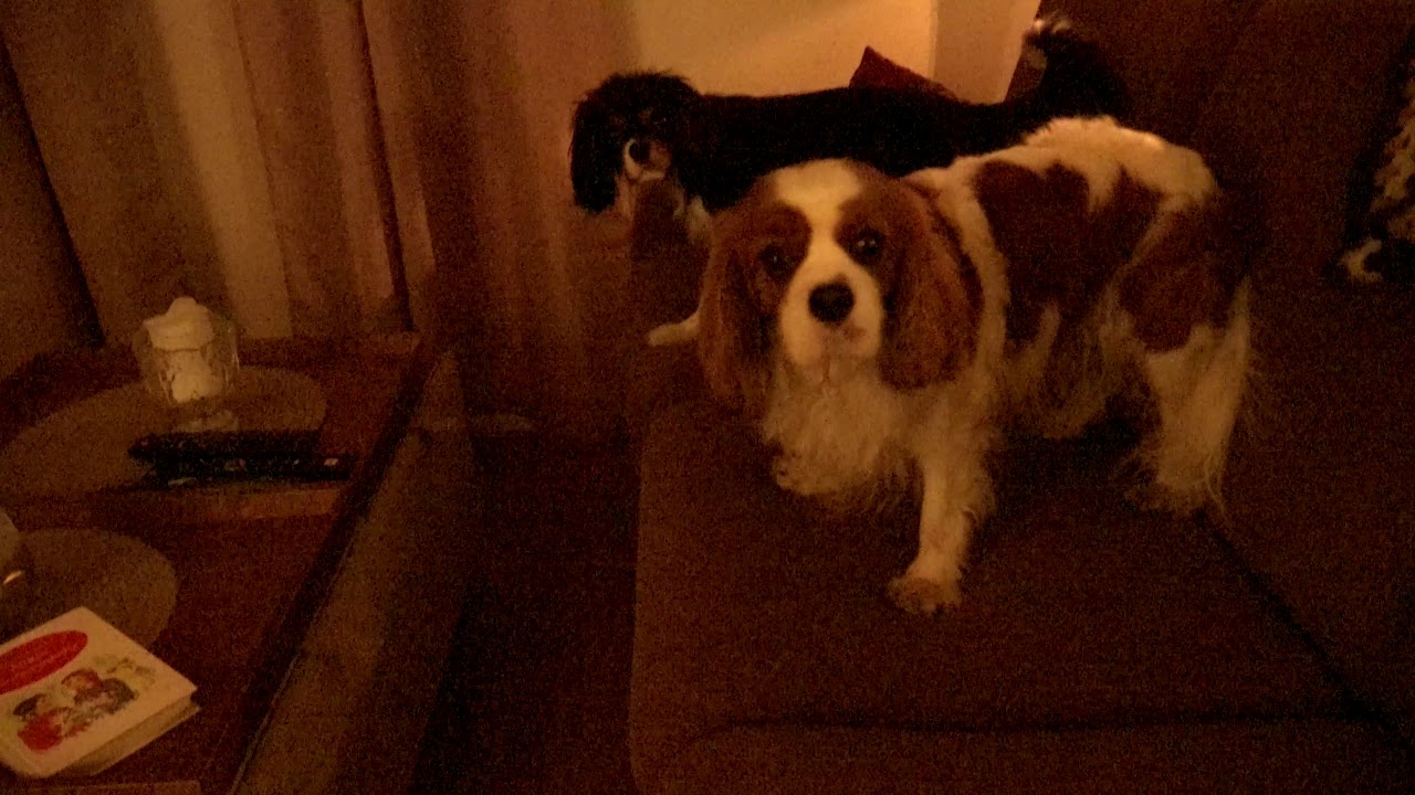 Minni on the Run (Cavalier King Charles Spaniel)