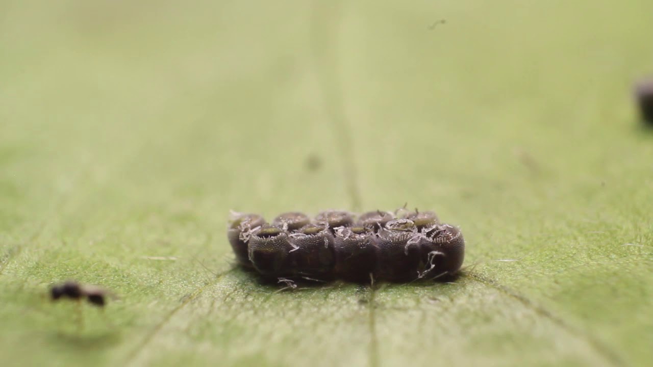 Telenomus podisi em a&ccedil;&atilde;o - Embrapa
