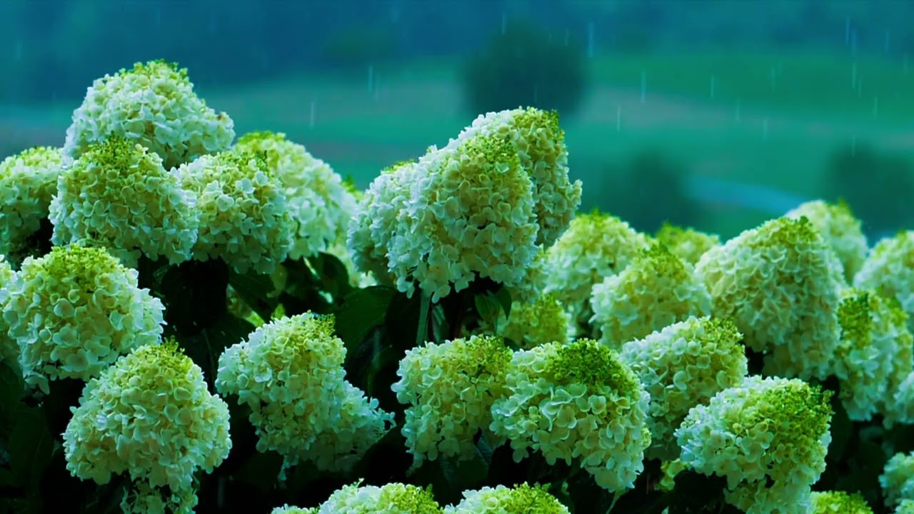 Rain on White Hydrangeas 🌧️ Relaxing Nature Sounds for Sleep & Study