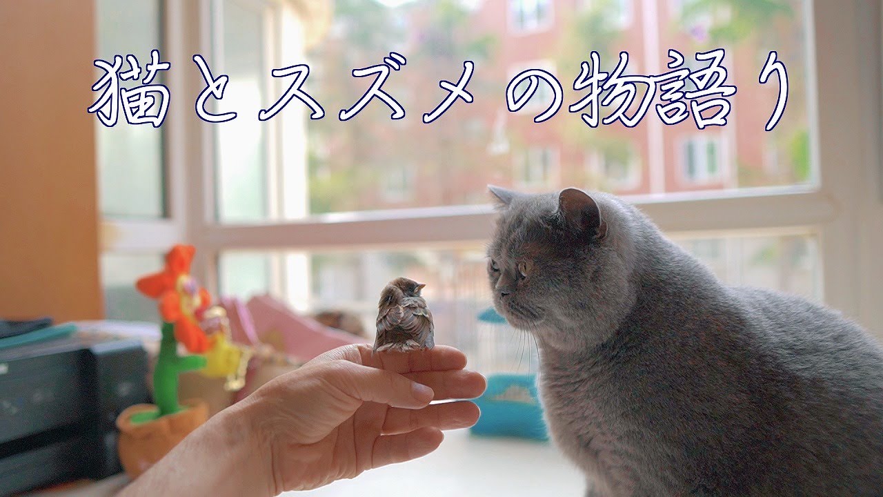 猫がくわえて戻って来たのは、なんとスズメの赤ちゃん。