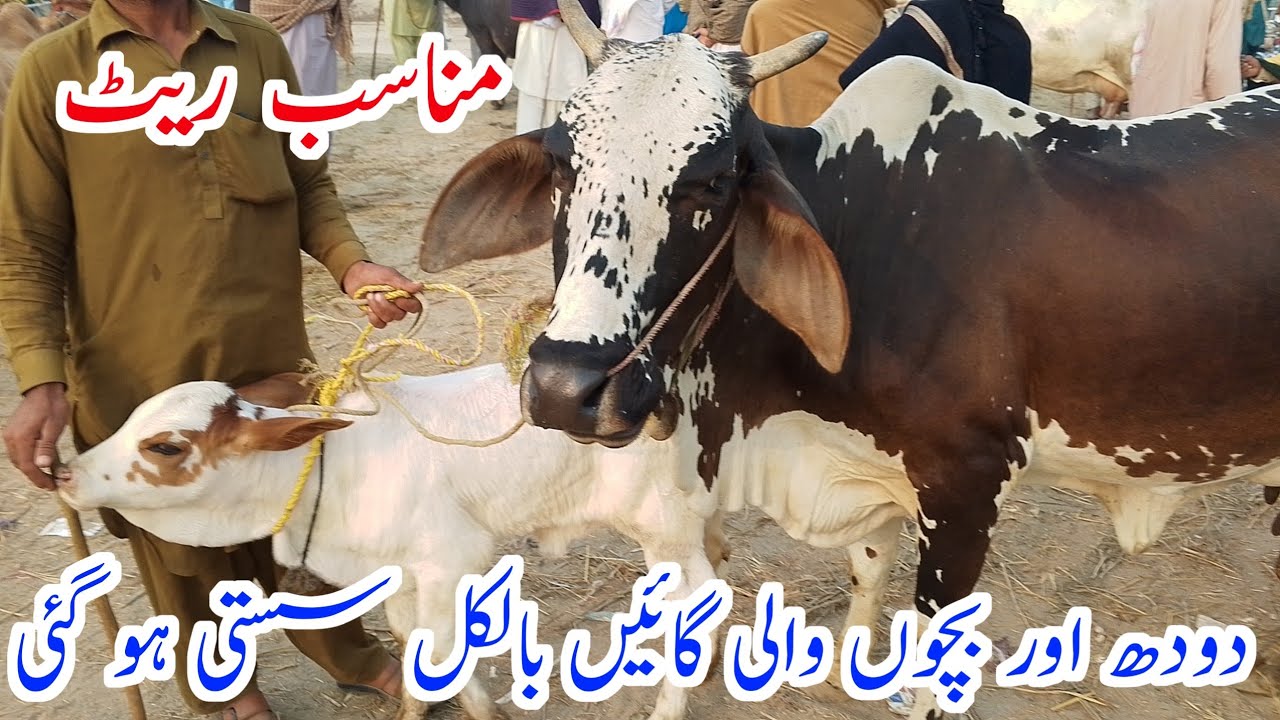 Rajanpur Rojhan Cow Mandi 2024 || Low Rate Milk Cow Mandi (30.11.24)