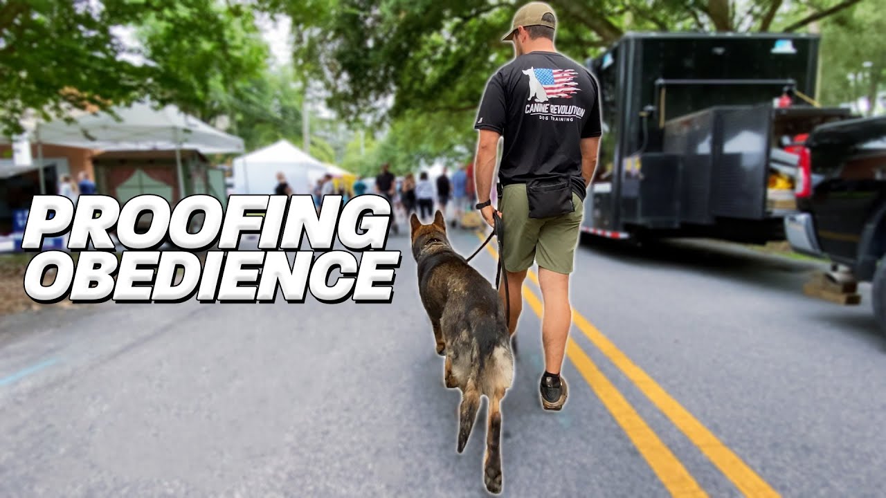 Proofing Obedience with Your Dog | Socialization Dog Training