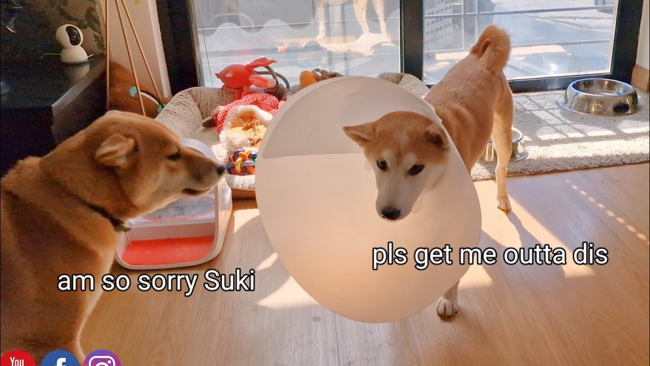 Poor Suki, We had to put on her a cone 😔😔