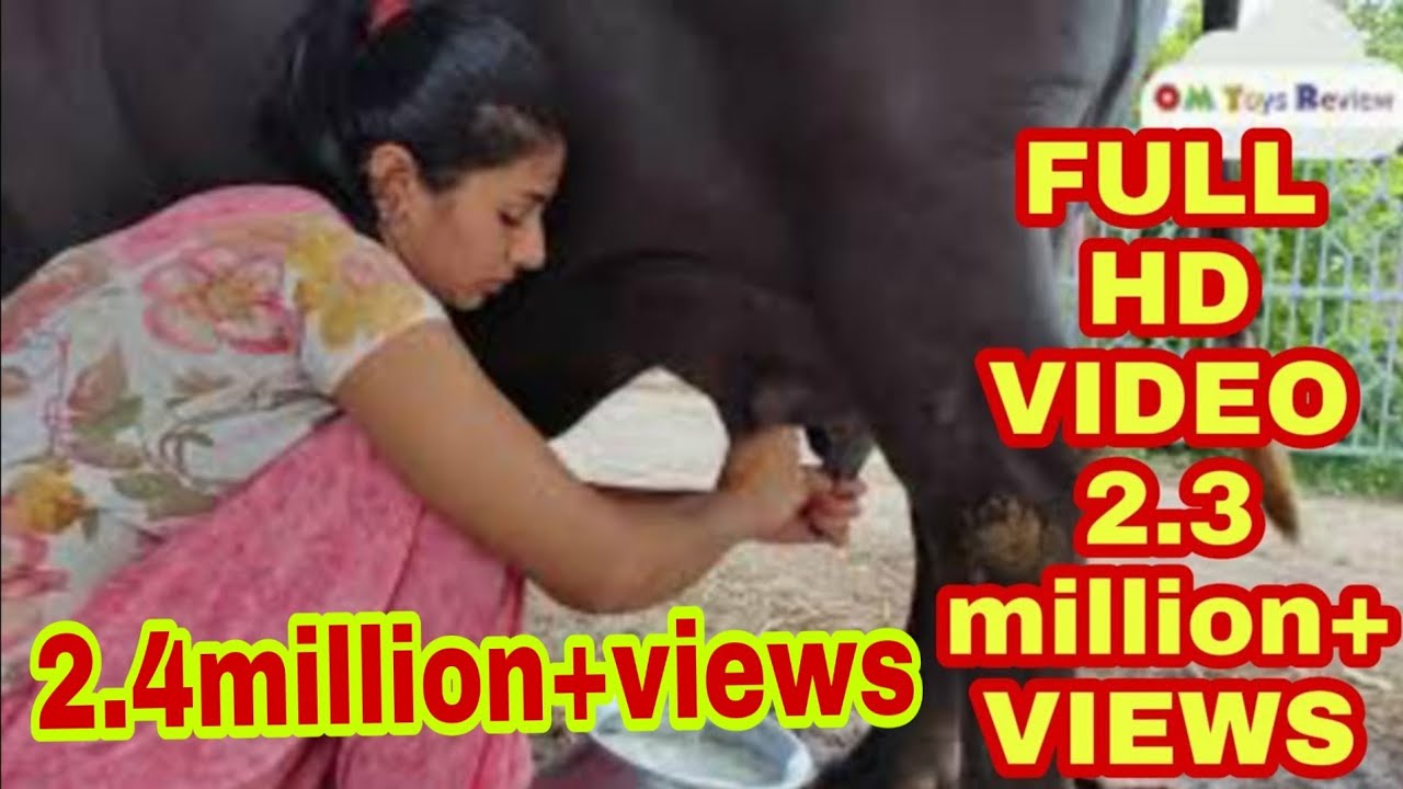 Buffalo milking village life vlogs..