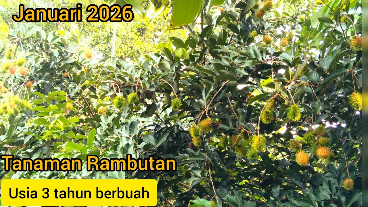 Update tanaman rambutan di bulan januari 2026