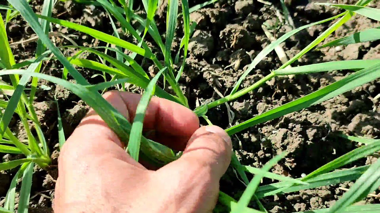 أهم توصيات رية المحاية لمحصول القمح عمر 30 يوم