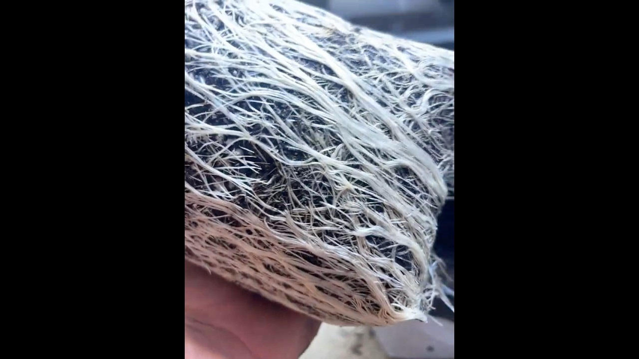 Do you use root enhancement? #roots #indoorplants #mykos
