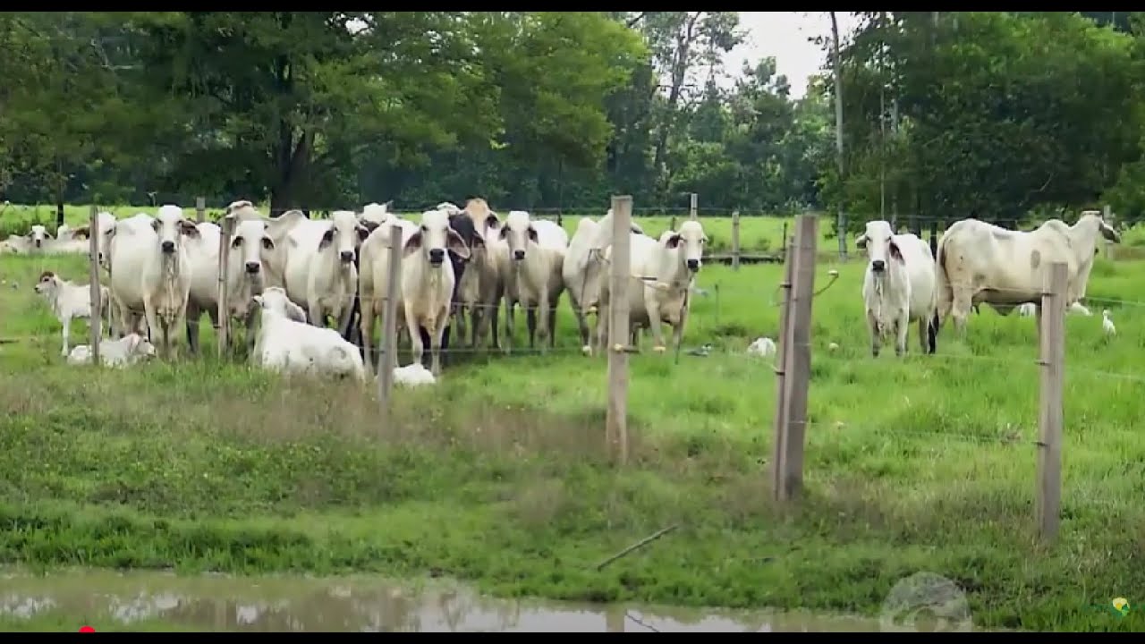 Ganado de ceba: el proyecto que mejora la producción en Rionegro, Santander - La Finca de Hoy