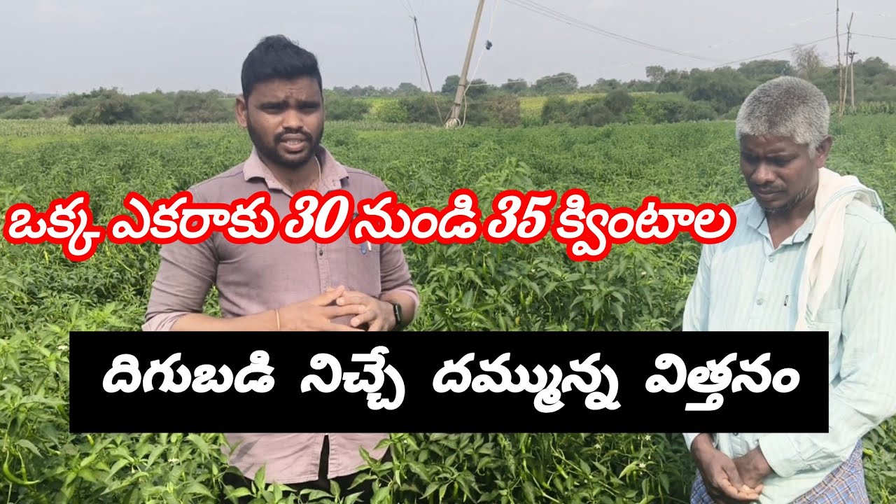 # ఒక్క ఎకరాకు 30 నుండి 35 క్వింటాల దిగుబడినిచ్చే దమ్మున్న విత్తనం 