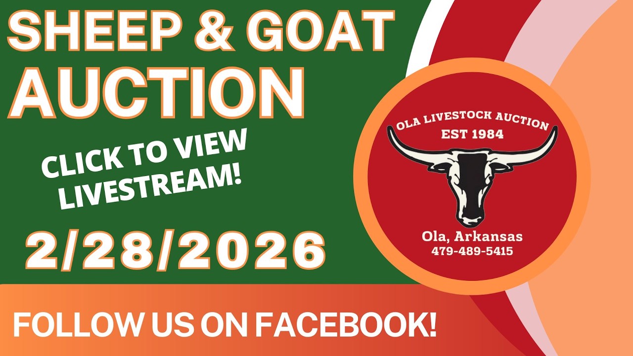 2/28/2026 - Sheep & Goat Auction - Ola Livestock Auction