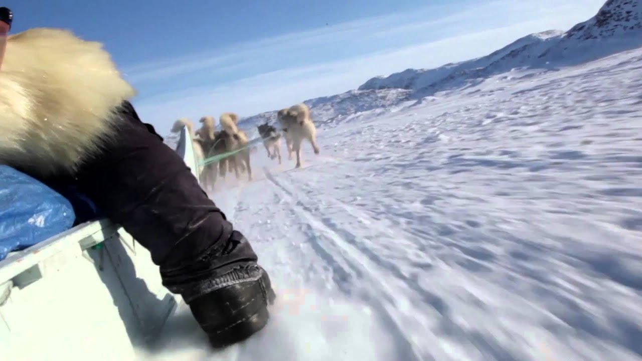 dogsleddingin greenland !