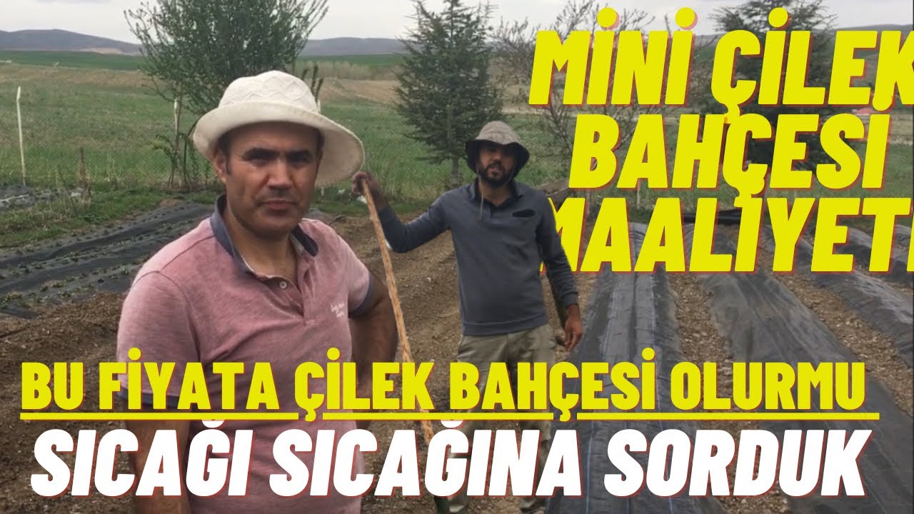 500 METREKARE BİR ÇİLEK BAHÇESİ MAALİYETİ.. HERŞEY DAHİL (GELECEK TOPRAKTA)