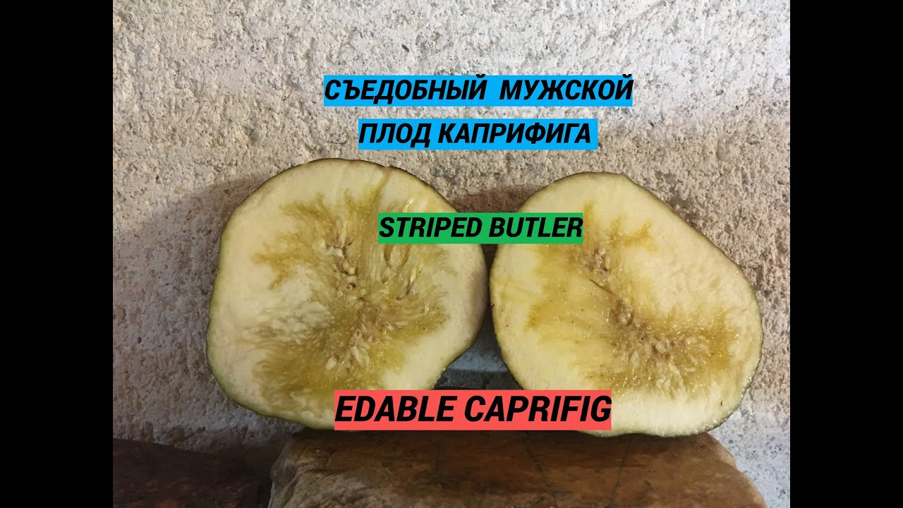 Figs. Ficus Carica. Инжир. Осенние плоды.  VdS, unk Brown from Roshminier, Rondino, Striped Butler