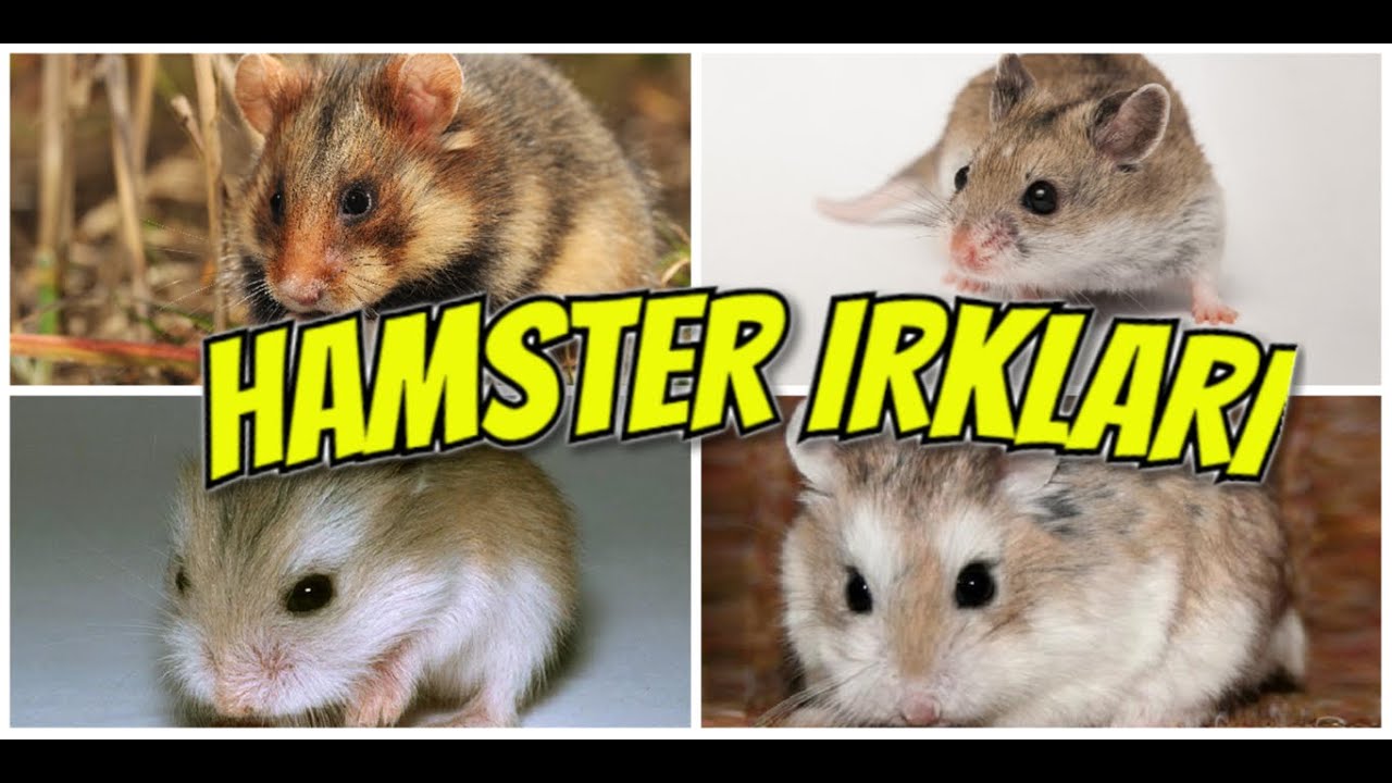 HAMSTER IRKLARI ve ÖZELLİKLERİ