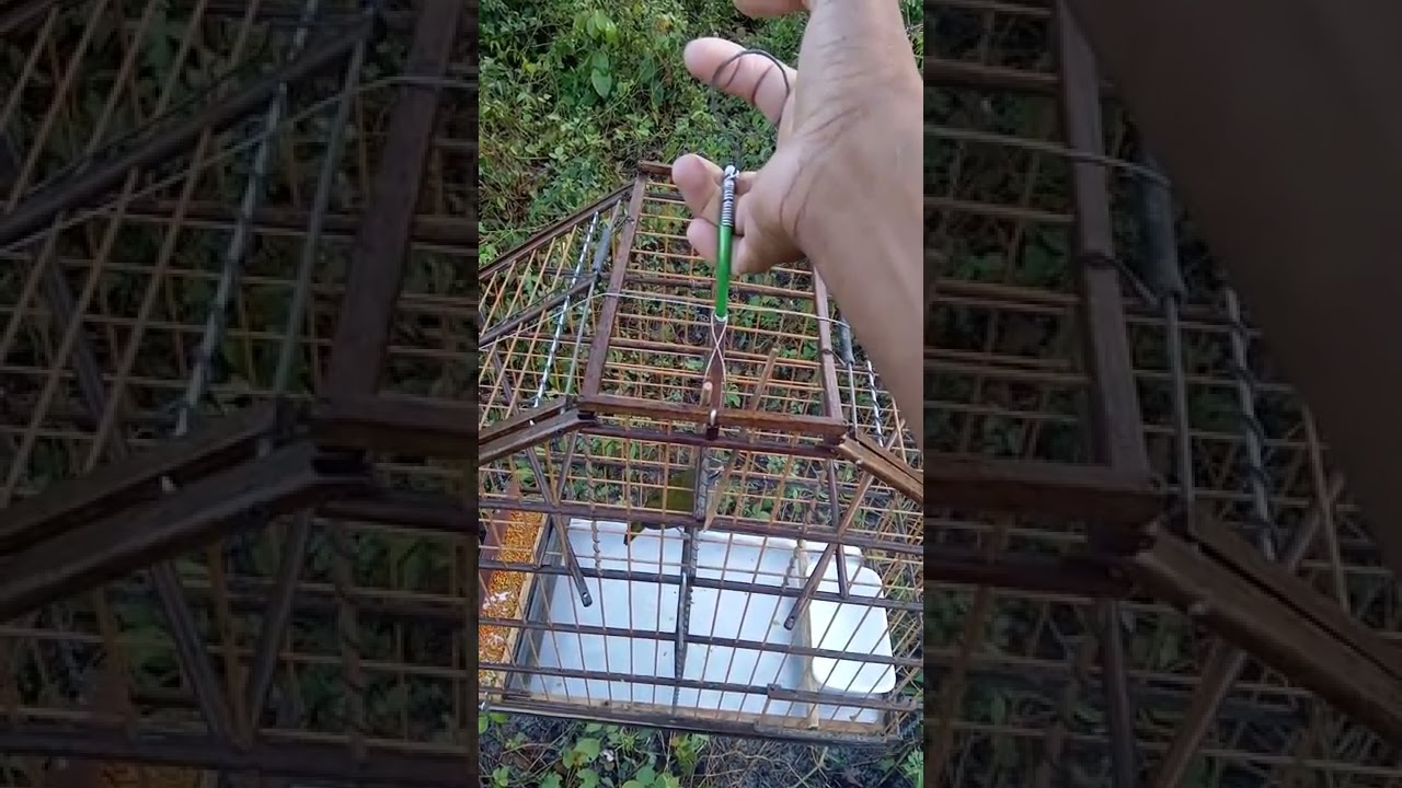 têmpera viola de gaiola na mão, morros Maranhão.