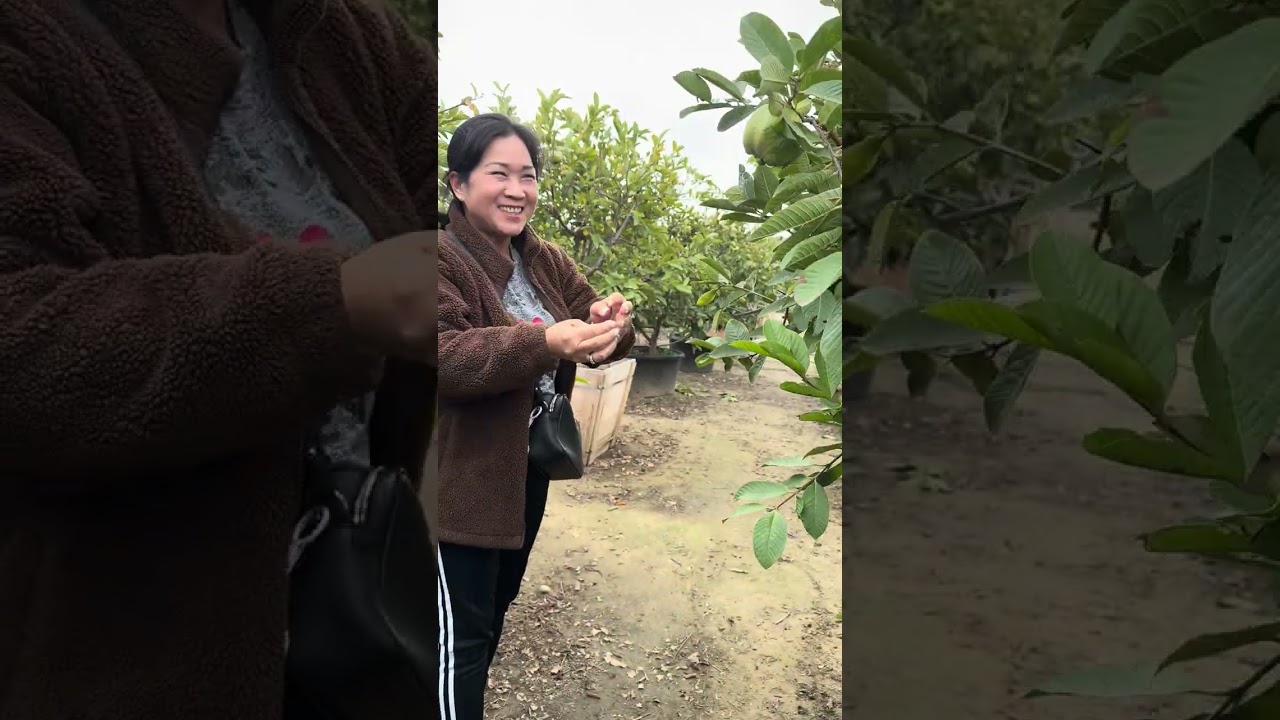 Vườn ổi khổng lồ o mỹ