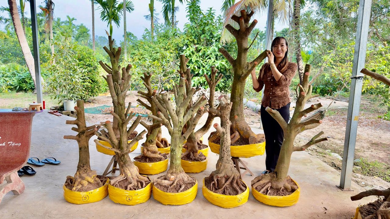 PHÔI MAI VÀNG ngày 21/O1 (#0367863991 PHỤNG) PHÔI MAI TỨ QUÝ-  @bonsai Can Tho
