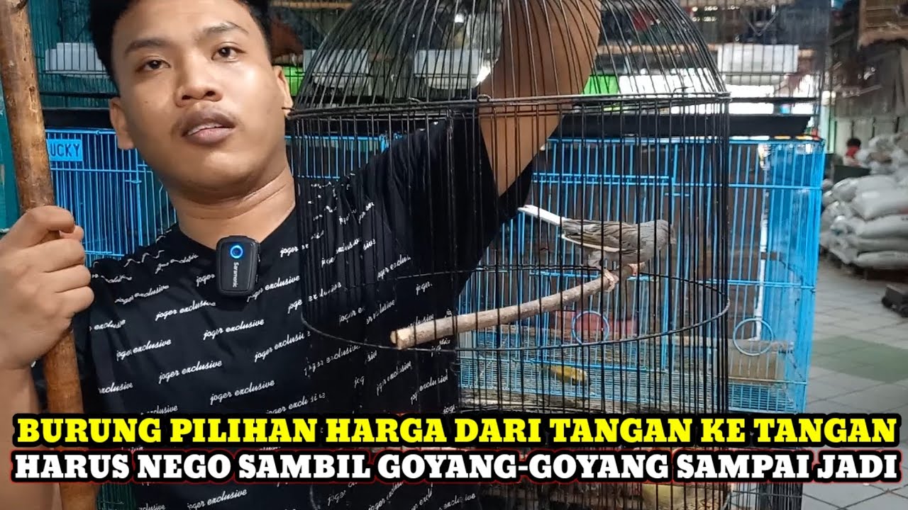 HARGA TANGAN KETANGAN WAJIB DINEGO!! HARGA BURUNG DIKIOS ARKA PASAR BURUNG PRAMUKA HARI INI