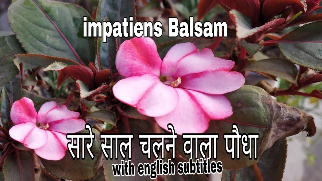 How to care Balsam, impatiens,busy Lizzy plant throughout the year ||perennial flowering plant Hindi