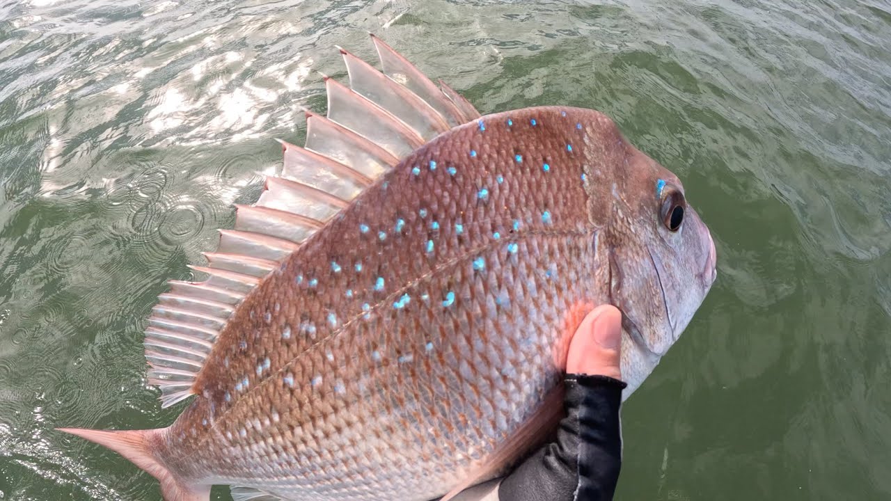 The Squire are Back! - Brisbane River Fishing!