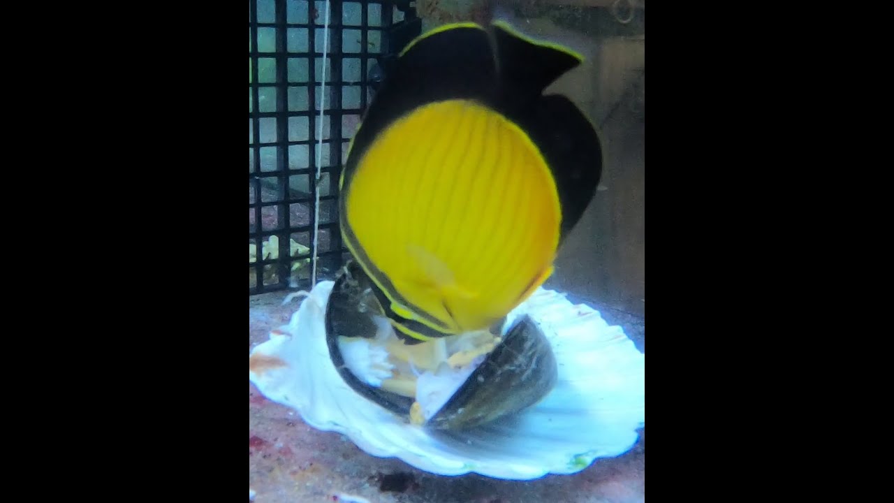 arabian butterflyfish