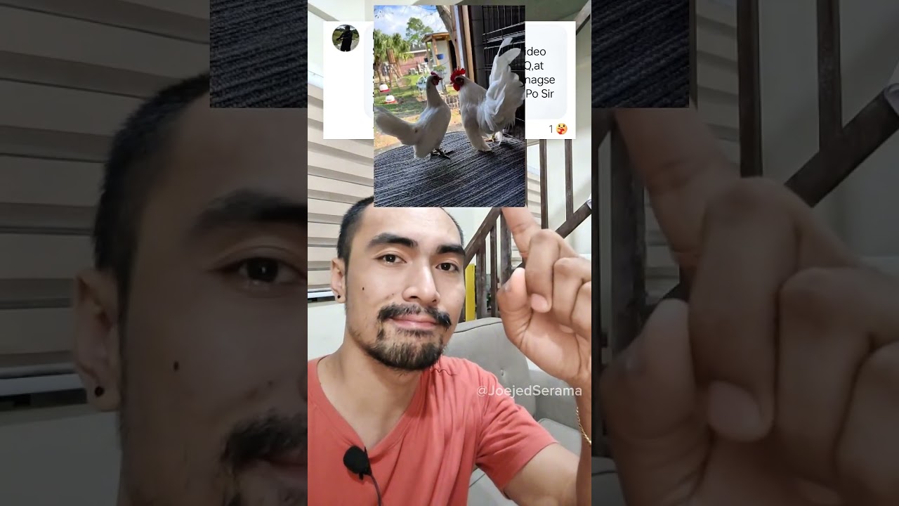 Pet quality,Breeder quality at Show Quality na Serama #serama #malaysianserama