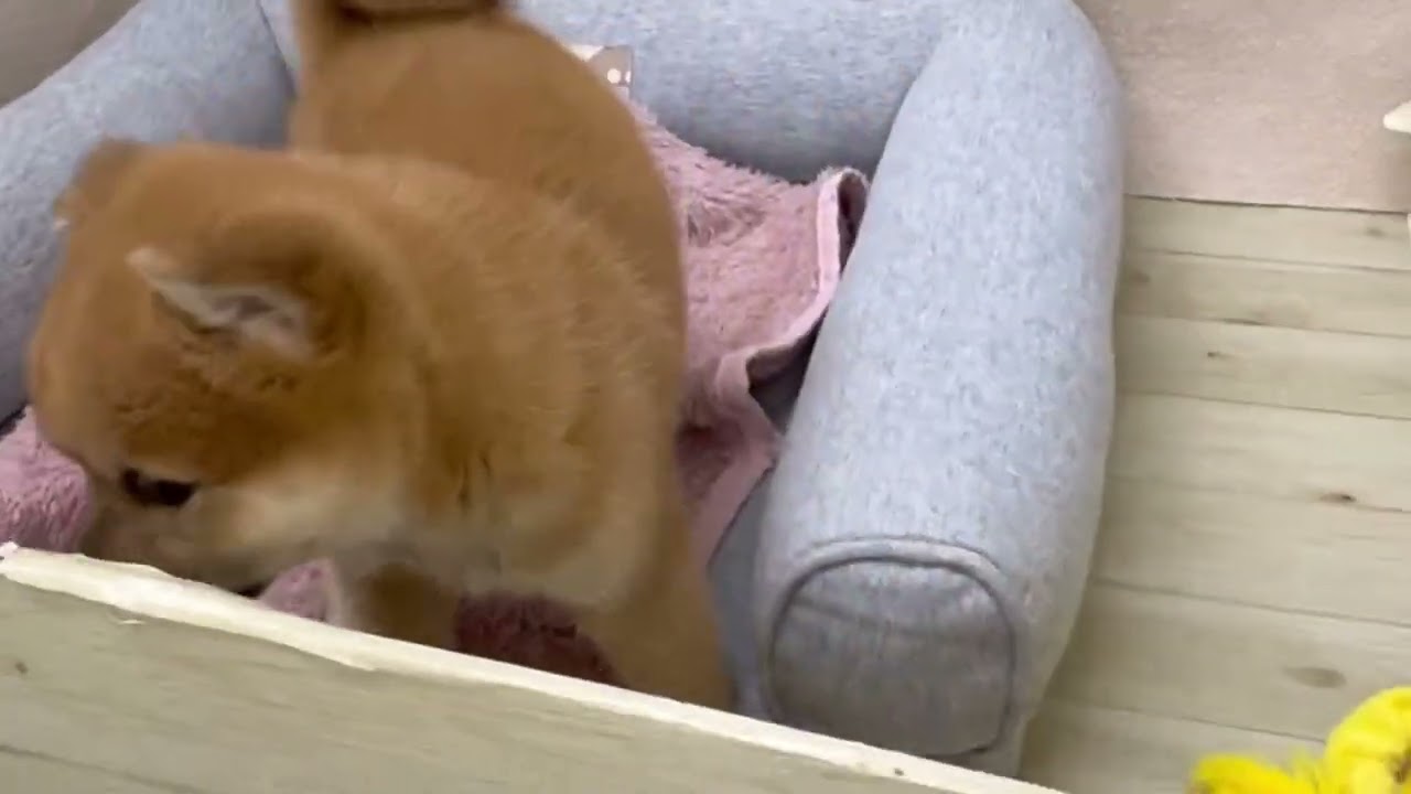 ペットショップ犬の家＆猫の里塩尻店No.201282柴