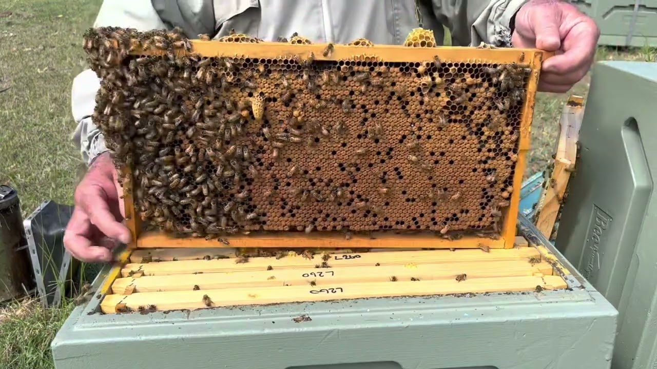 🐝  Assisting a queenless hive.  Adding more supers.  Nymboida 5 March 2023.  Orara Valley Honey.