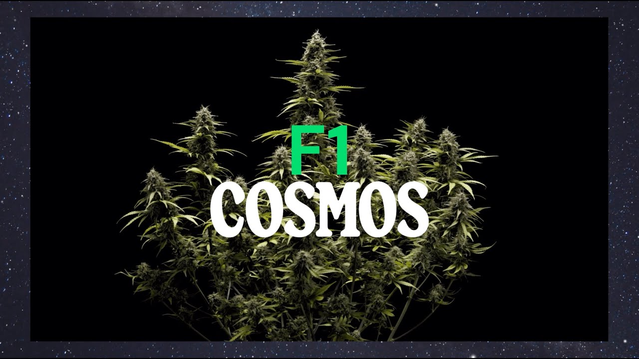 CBD Cosmos F1 Hybrid Grow Report by Royal Queen Seeds