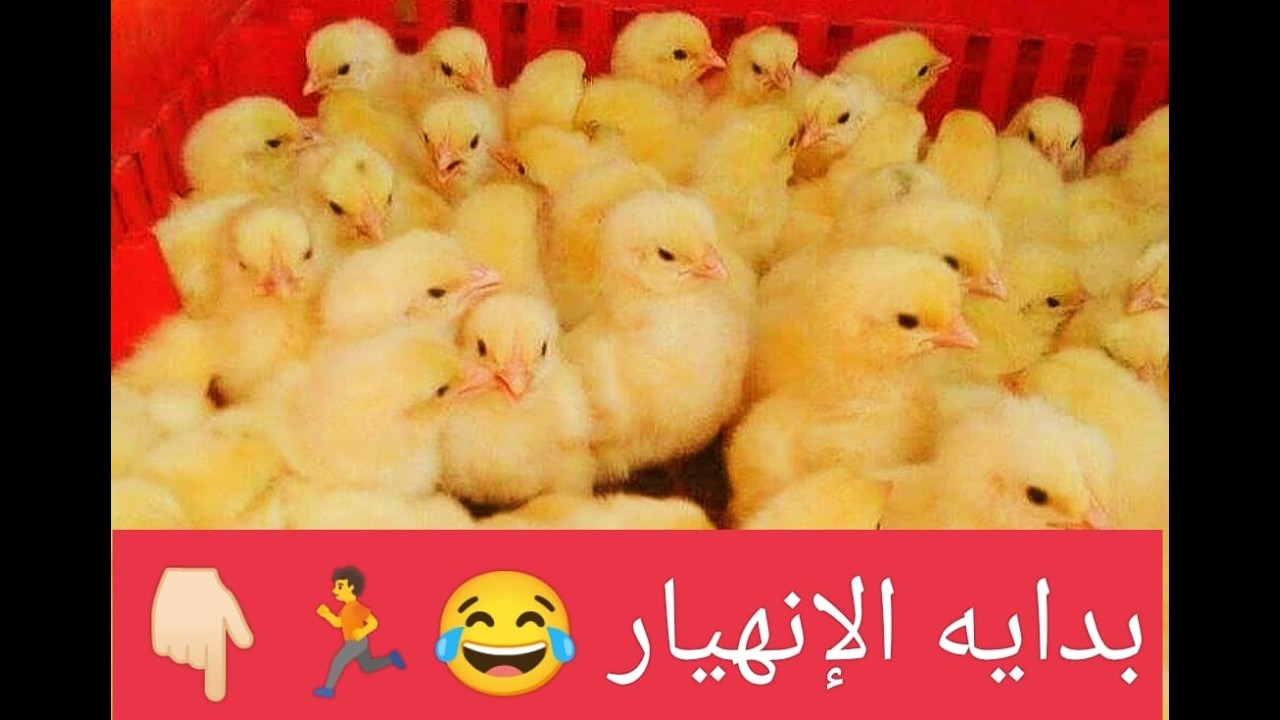عاااجل✋الكتاكيت بقت ببلاش😂 والفراخ البيضه بتفرح المربي🔥بورصه الجمعه 13/2/2026🏃👇