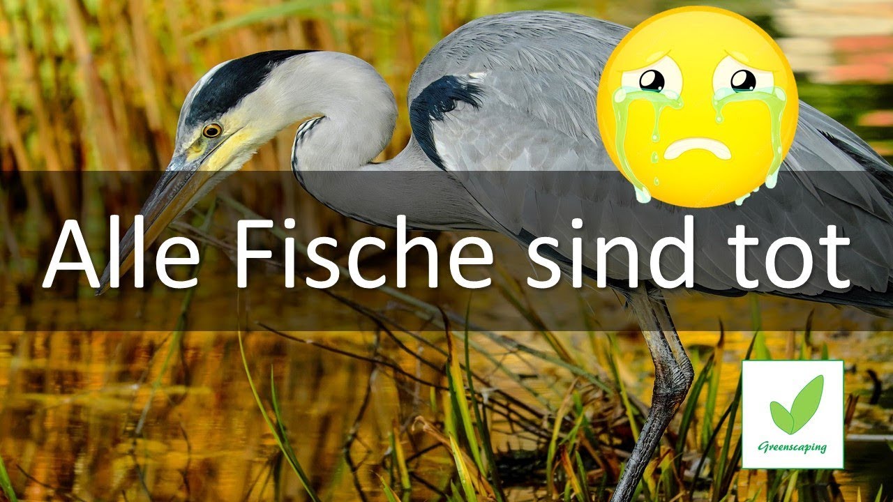 Alle Fische tot!