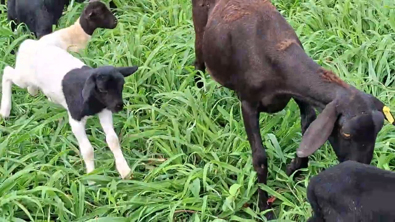 Nova geração de borrego está sendo inacreditável veja como está