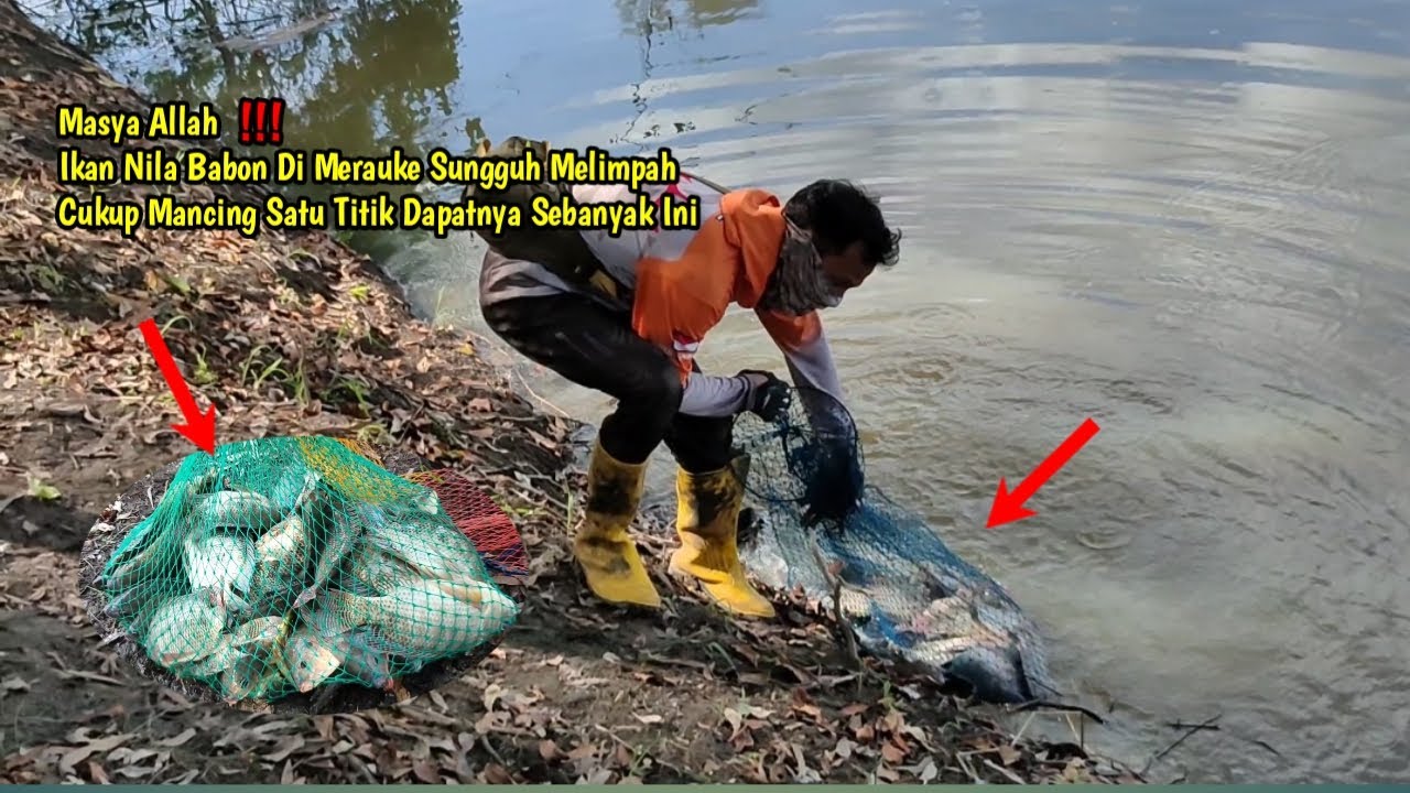 Terbukti Spot Viral Merauke Papua Selatan , Mancing Satu Titik Dapatnya Sebanyak Ini